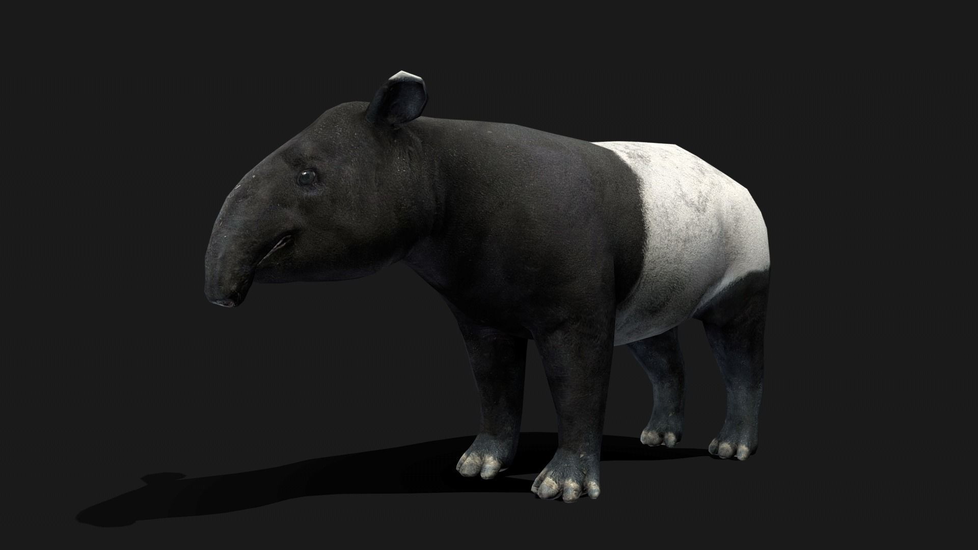 Low poly Malayan Tapir Low-poly 3D model_12