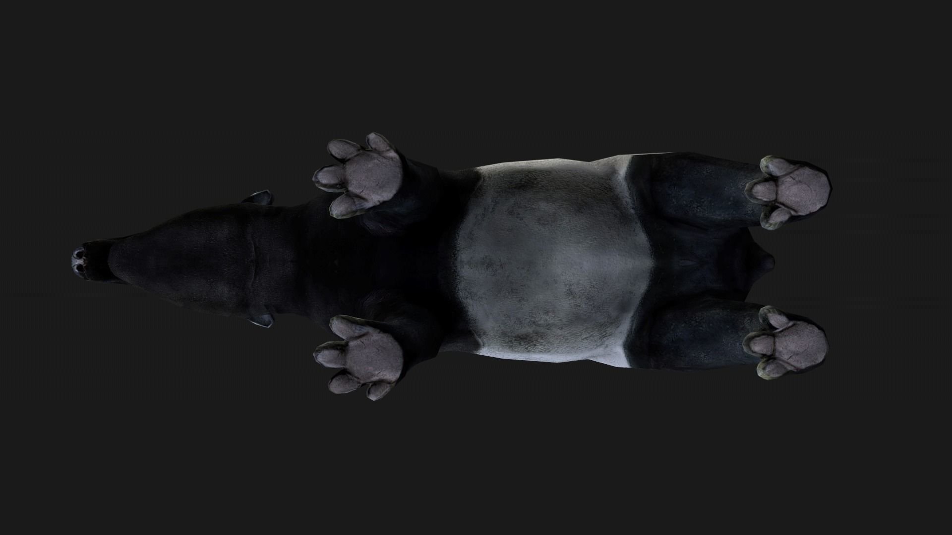 Low poly Malayan Tapir Low-poly 3D model_8