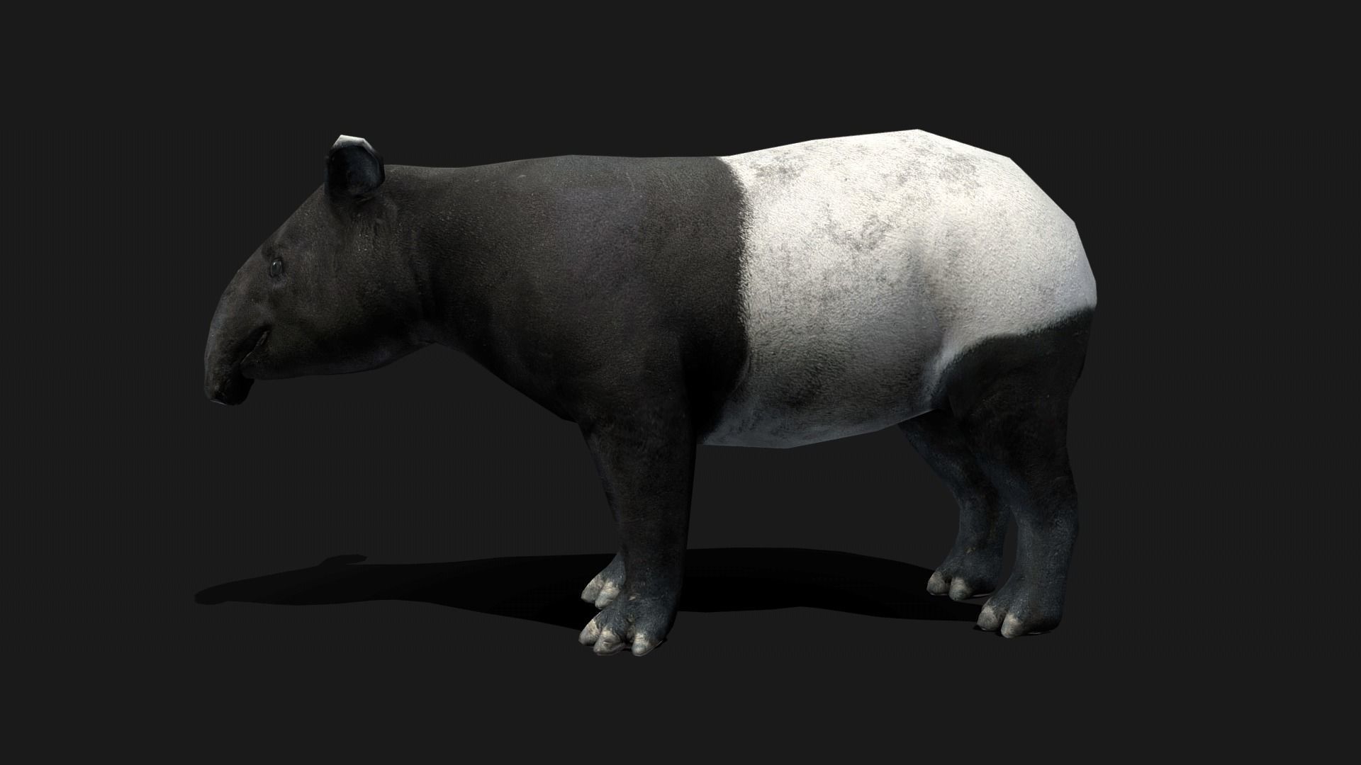 Low poly Malayan Tapir Low-poly 3D model_18