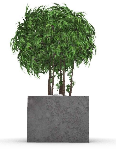 plant tree in concrete planter Free 3D model_2