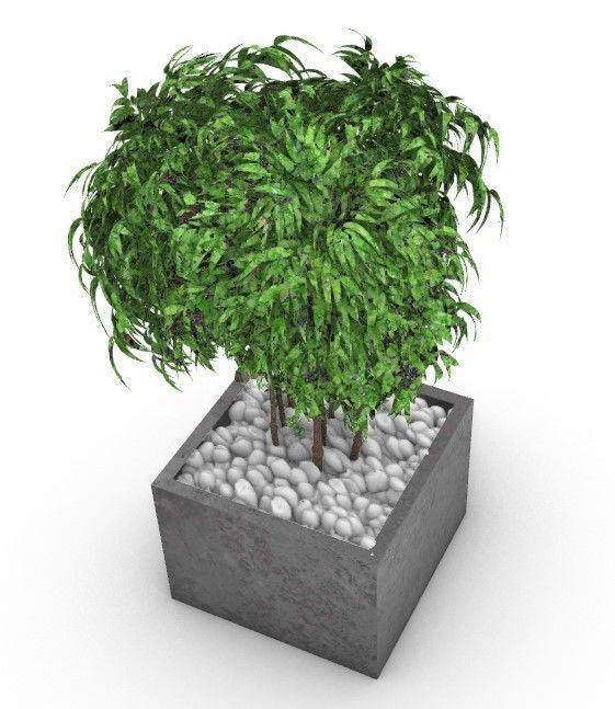 plant tree in concrete planter Free 3D model_1