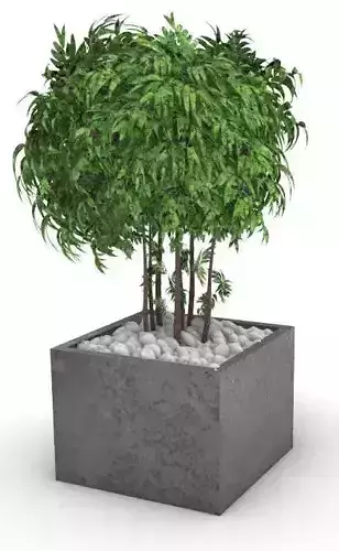 plant tree in concrete planter