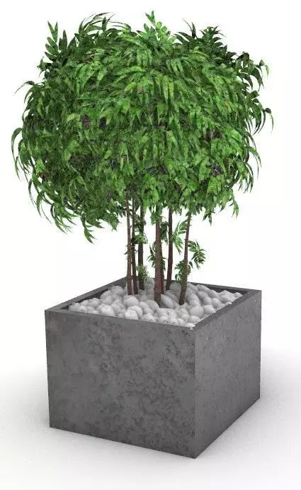 plant tree in concrete planter Free 3D model_0