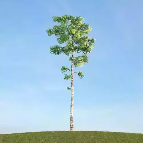 Tall Green Tree With White Trunk