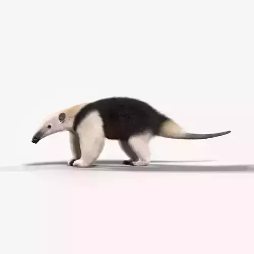 Baby Anteaters Animated VFX Grace