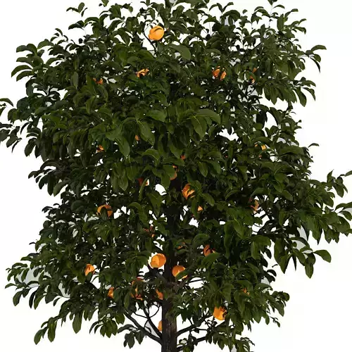 Lemon tree
