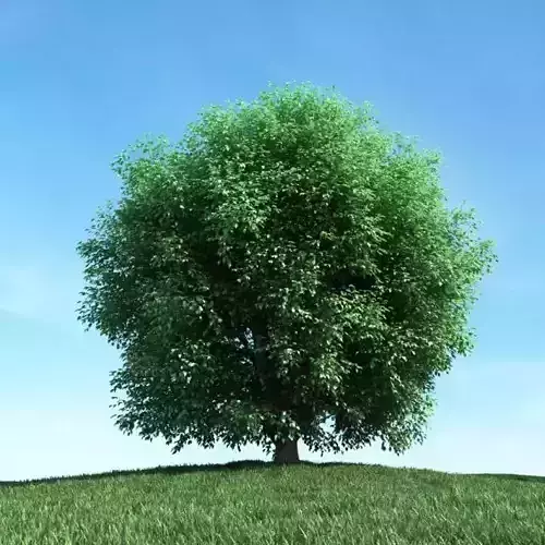 Very Leafy Green Tree