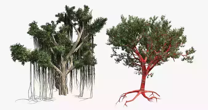 Tibetan Cherry  - Chinese Banyan Tree Bundle