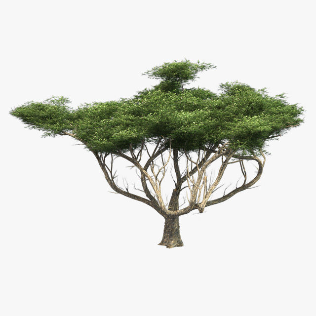 Acacia - Chinese Banyan Tree Bundle Low-poly 3D model_5
