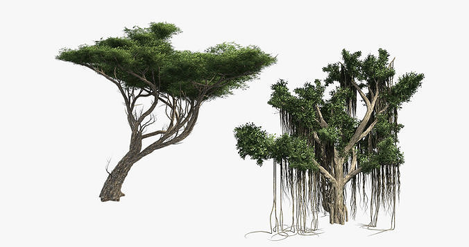 Acacia - Chinese Banyan Tree Bundle Low-poly 3D model