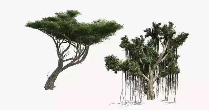 Acacia - Chinese Banyan Tree Bundle Low-poly 3D model