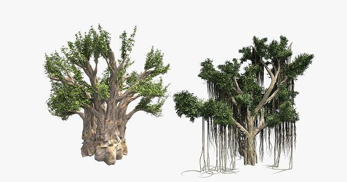 African Baobab - Chinese Banyan Tree Bundle Low-poly 3D model