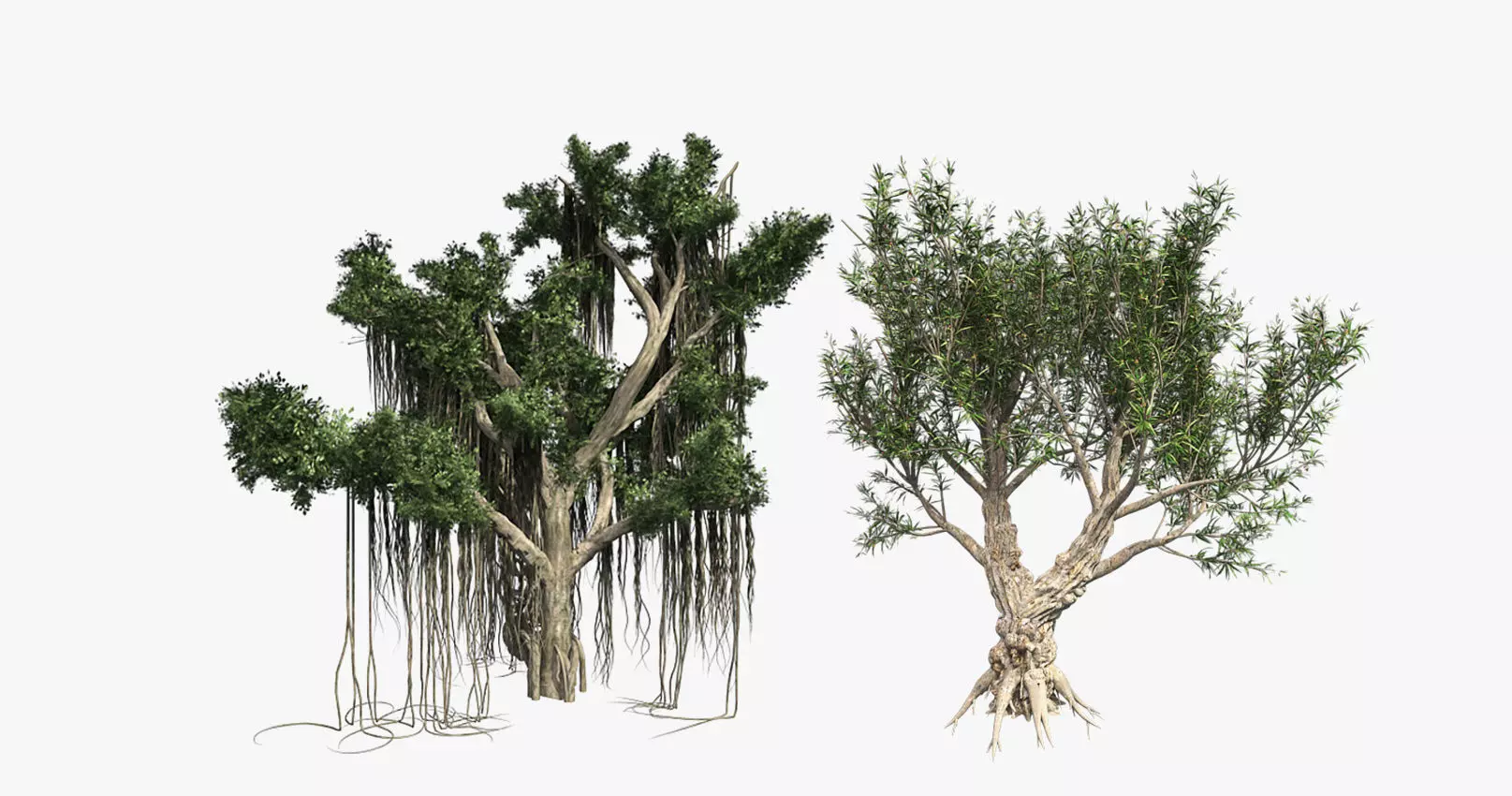 African Olive - Chinese Banyan Tree Bundle Low-poly 3D model