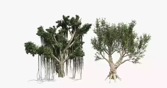 African Olive - Chinese Banyan Tree Bundle Low-poly 3D model