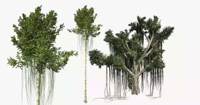 Agarwood - Chinese Banyan Tree Bundle