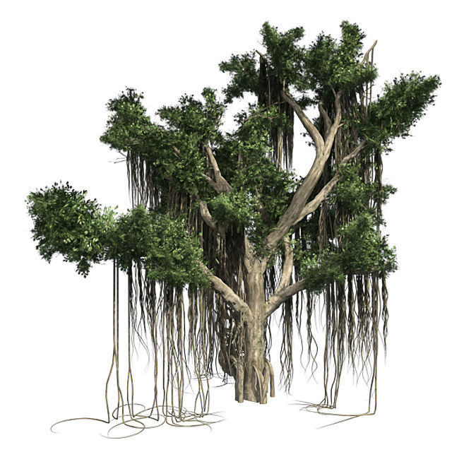 American Beech - Chinese Banyan Tree Bundle Low-poly 3D model_1