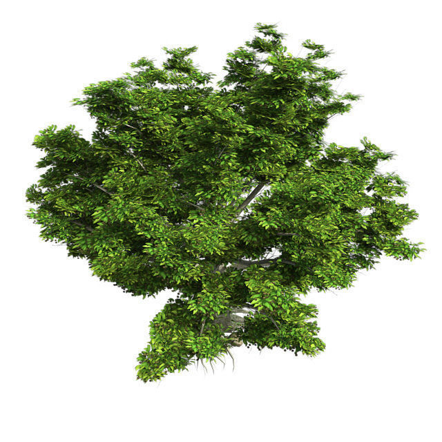 American Beech - Chinese Banyan Tree Bundle Low-poly 3D model_6