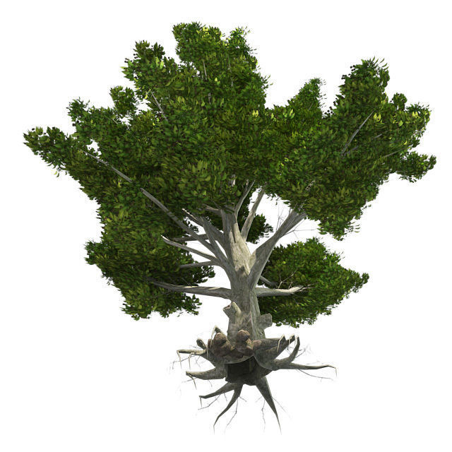 American Beech - Chinese Banyan Tree Bundle Low-poly 3D model_7