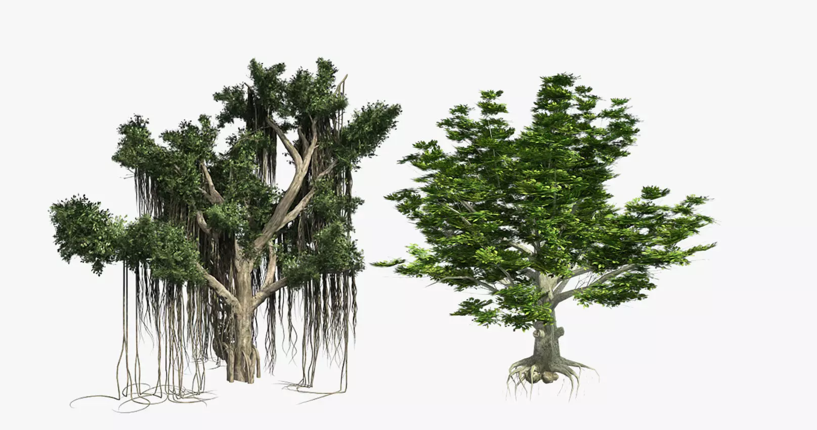 American Beech - Chinese Banyan Tree Bundle Low-poly 3D model_0