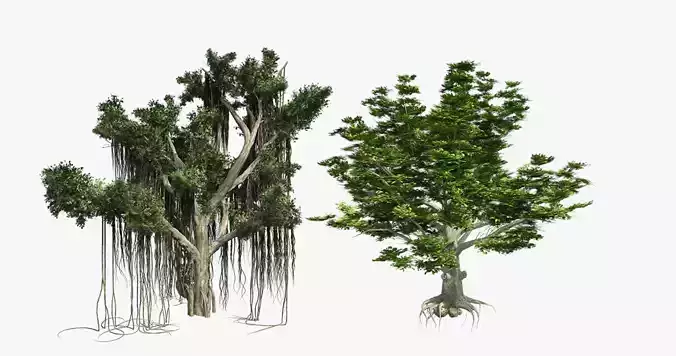 American Beech - Chinese Banyan Tree Bundle Low-poly 3D model