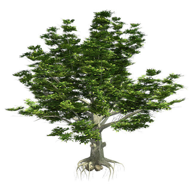 American Beech - Chinese Banyan Tree Bundle Low-poly 3D model_4