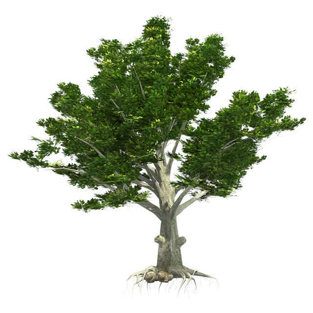 American Beech - Chinese Banyan Tree Bundle Low-poly 3D model_2