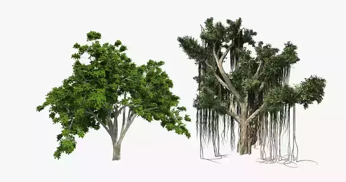 American Elm - Chinese Banyan Tree Bundle