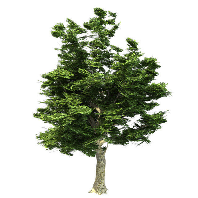 American Sycamore - Chinese Banyan Tree Bundle Low-poly 3D model_6