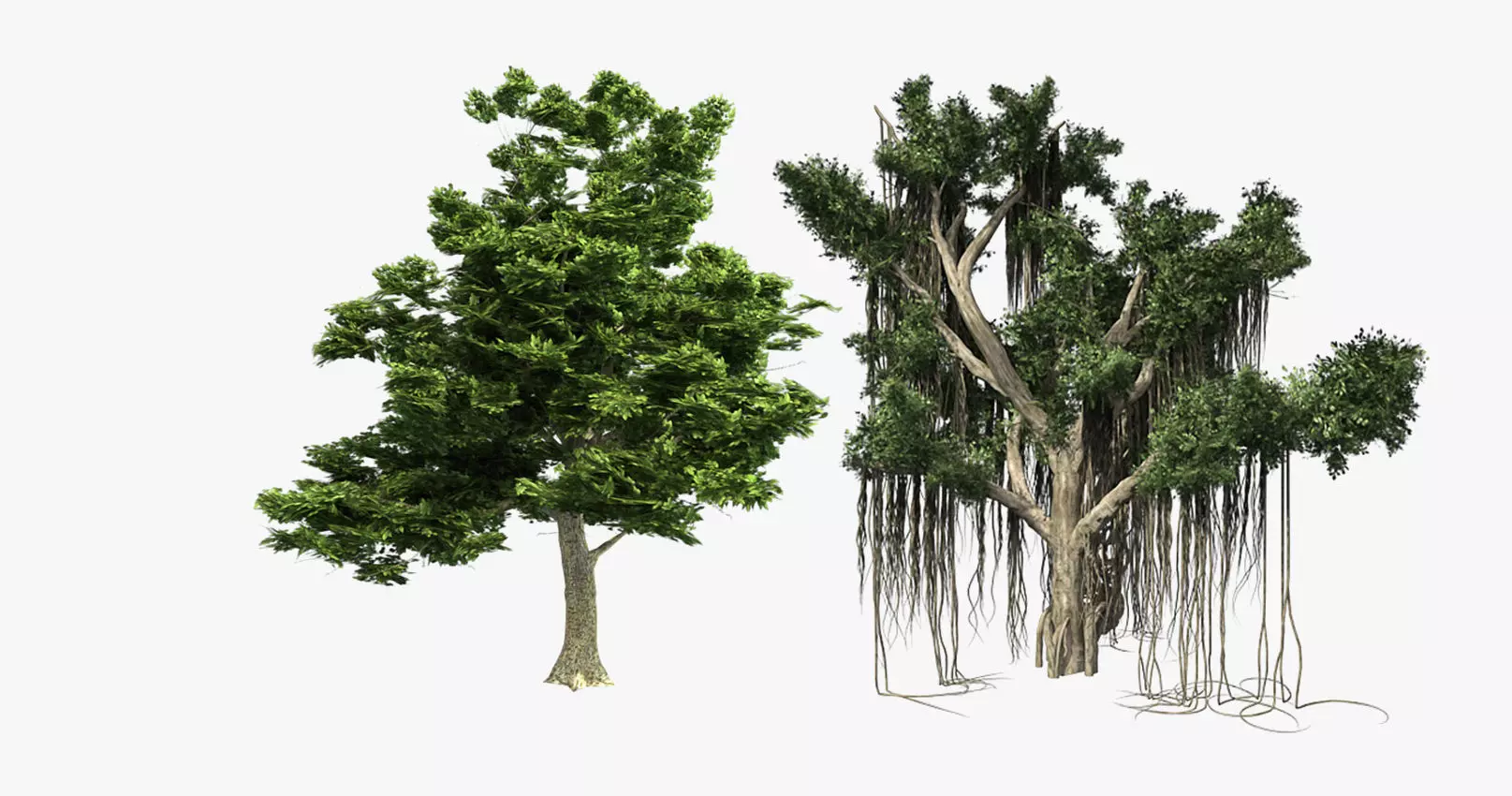 American Sycamore - Chinese Banyan Tree Bundle Low-poly 3D model_0