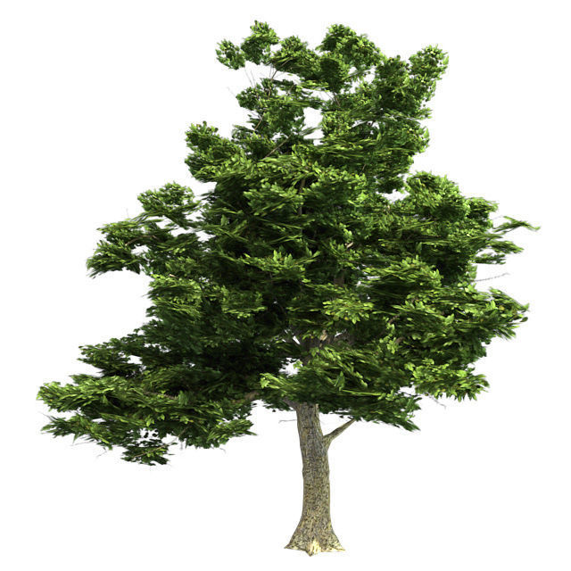 American Sycamore - Chinese Banyan Tree Bundle Low-poly 3D model_4