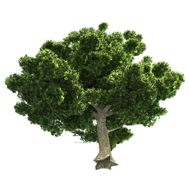 American Sycamore - Chinese Banyan Tree Bundle Low-poly 3D model_2