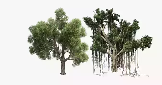 American Cork - Chinese Banyan Tree Bundle