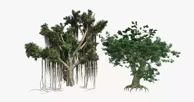 Bigleaf Maple- Chinese Banyan Tree Bundle