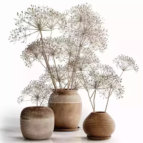 Heracleum plant set