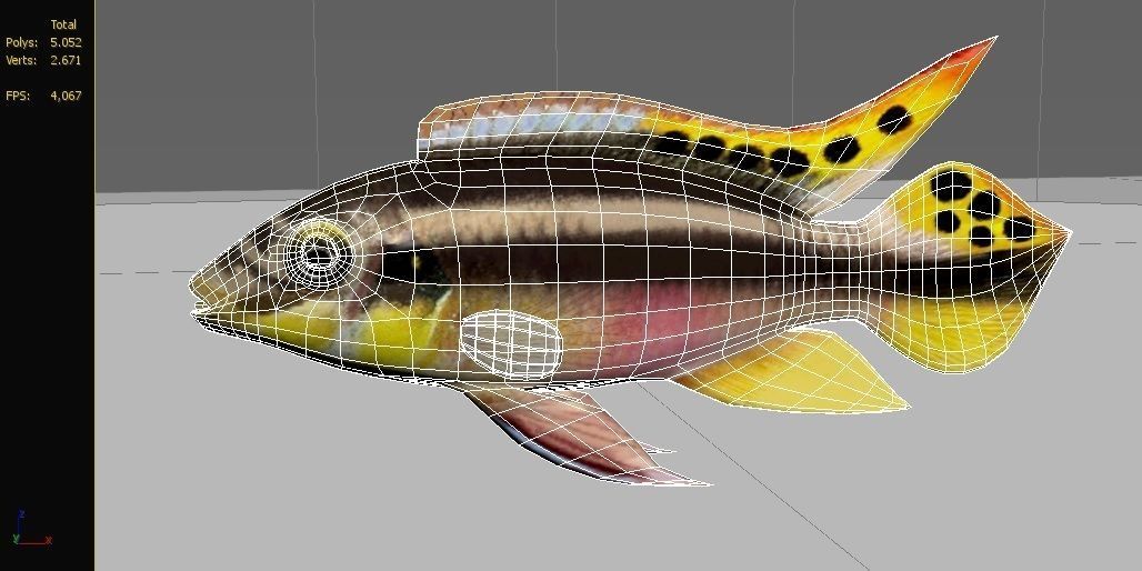kribensis cichlid fish Pelvicachromis pulcher Low-poly 3D model_1