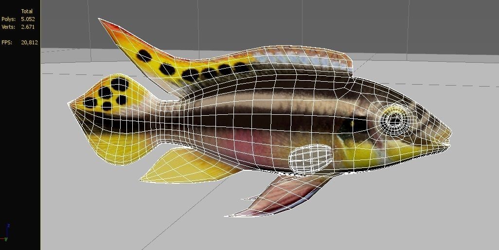 kribensis cichlid fish Pelvicachromis pulcher Low-poly 3D model_3