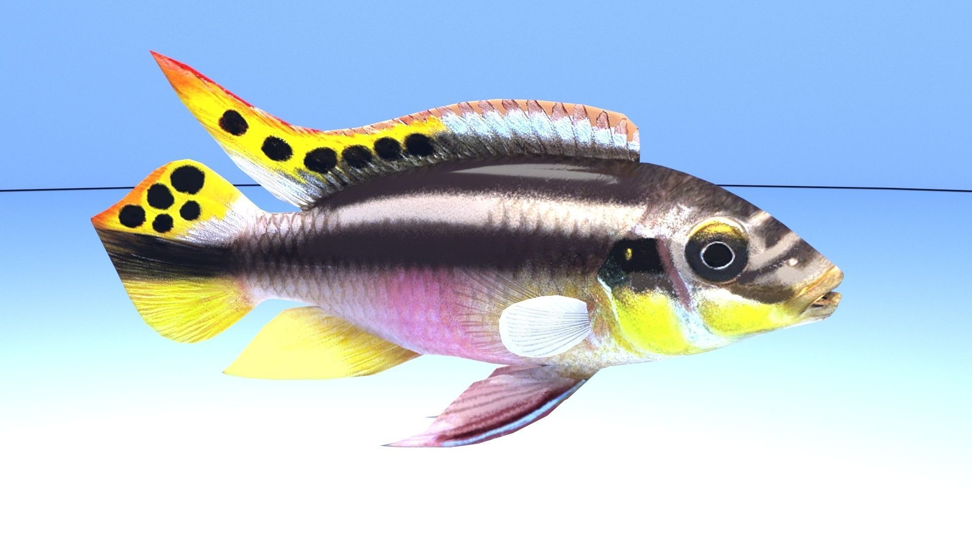 kribensis cichlid fish Pelvicachromis pulcher Low-poly 3D model_2