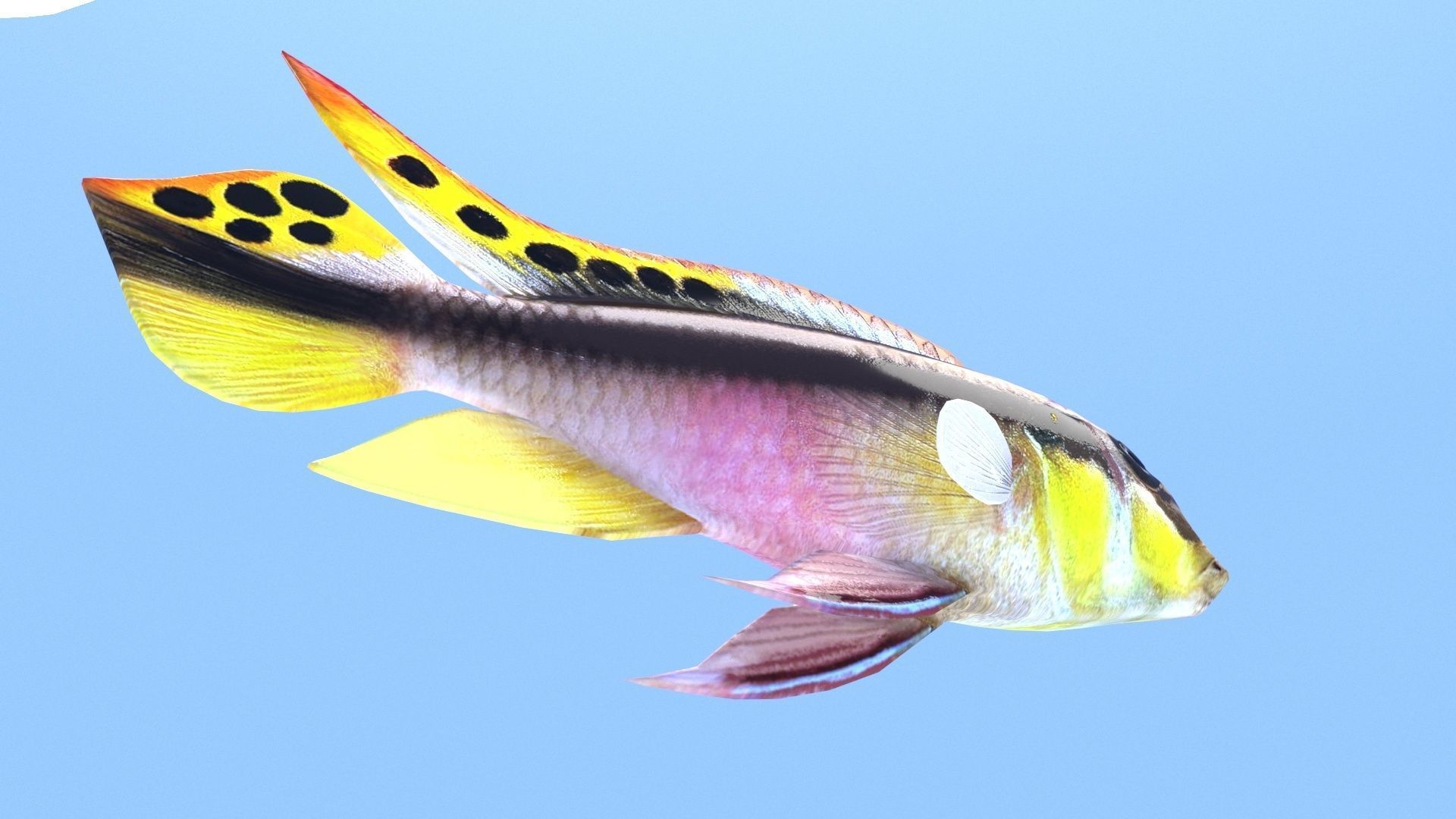 kribensis cichlid fish Pelvicachromis pulcher Low-poly 3D model_6