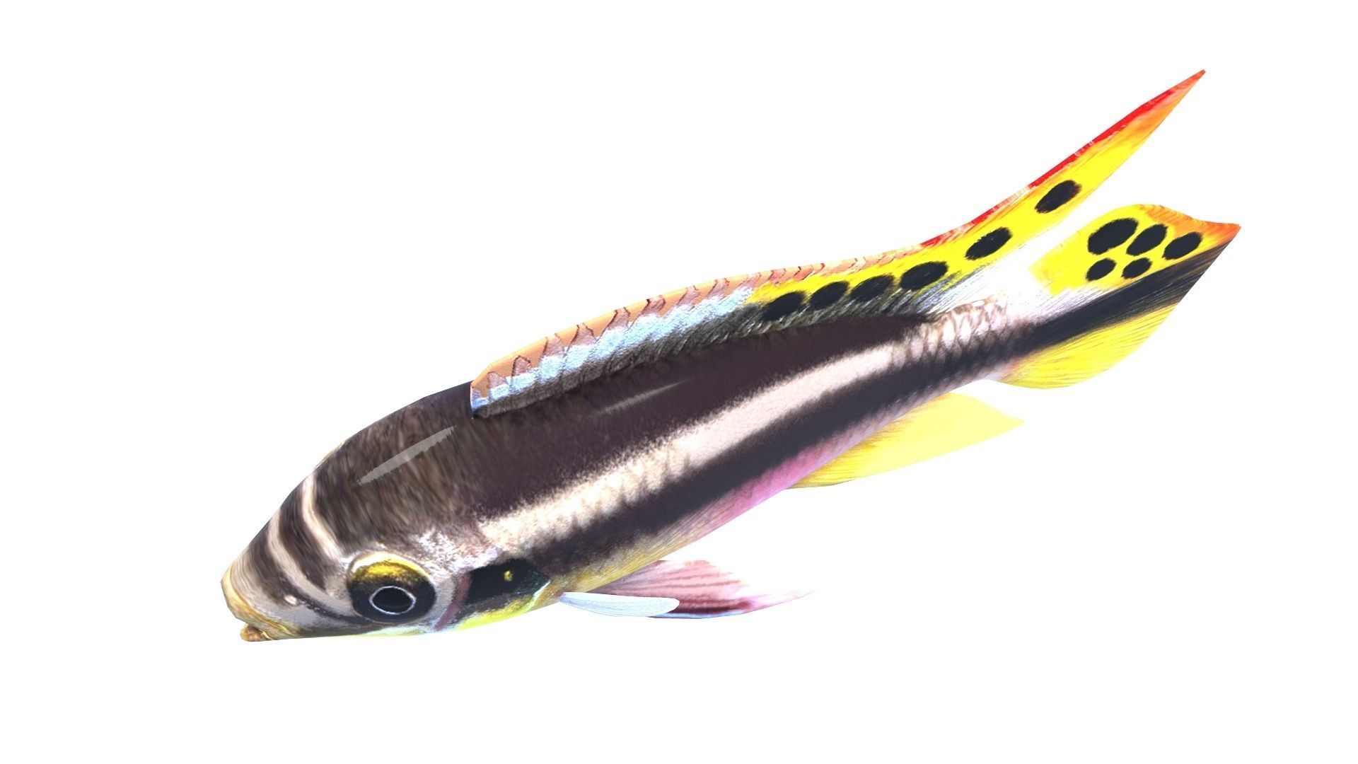 kribensis cichlid fish Pelvicachromis pulcher Low-poly 3D model_8