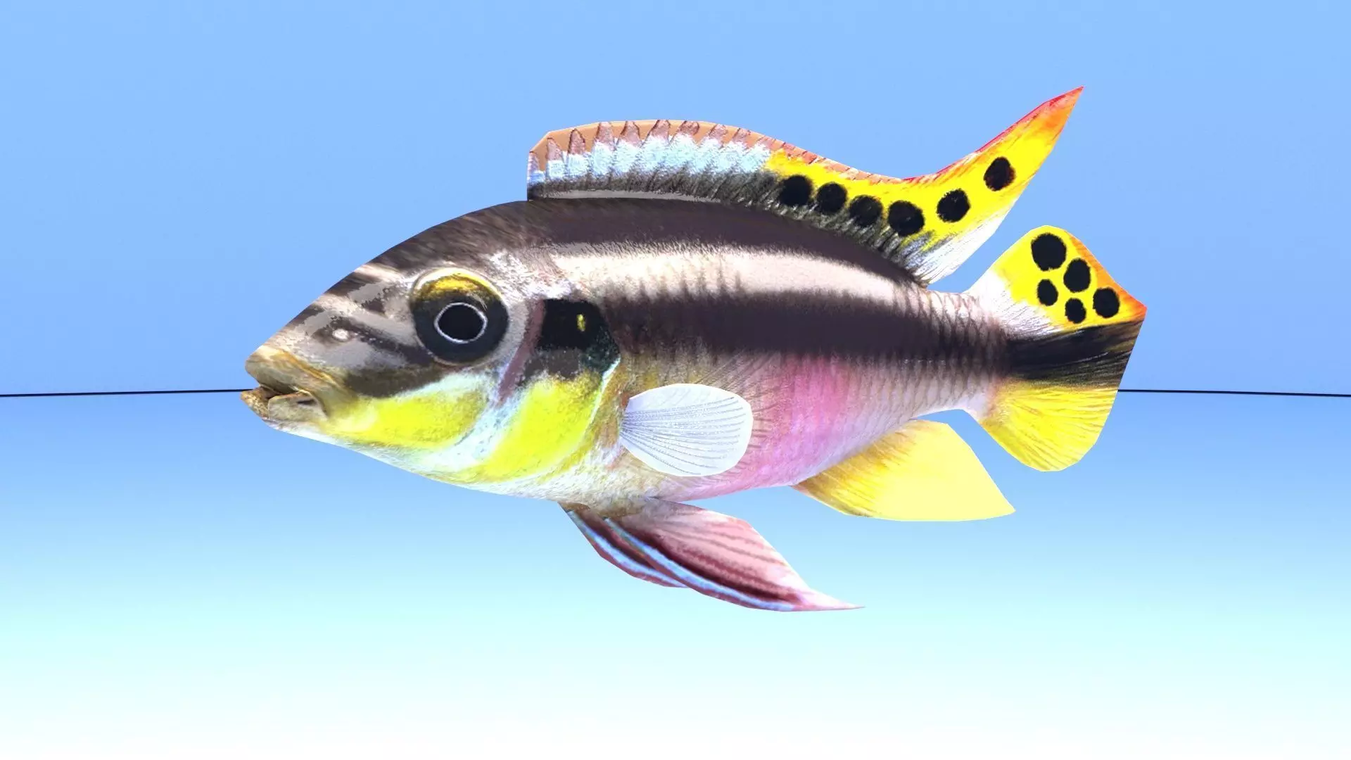 kribensis cichlid fish Pelvicachromis pulcher Low-poly 3D model_0