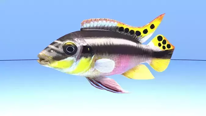 kribensis cichlid fish Pelvicachromis pulcher