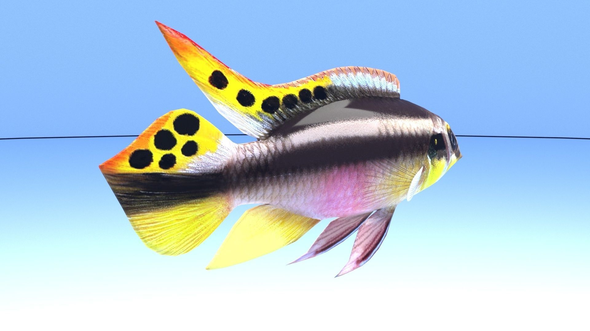 kribensis cichlid fish Pelvicachromis pulcher Low-poly 3D model_4
