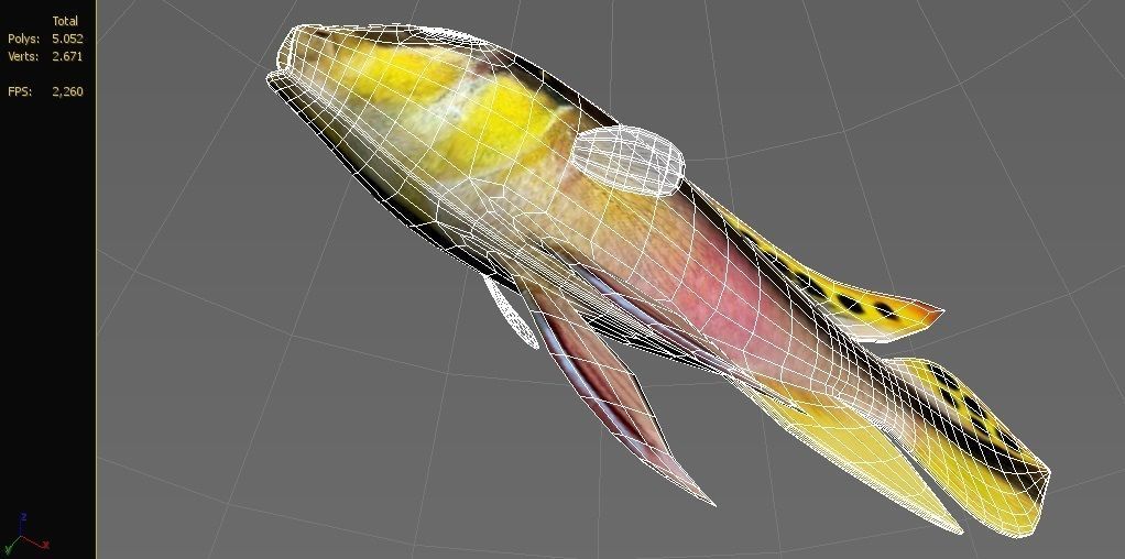 kribensis cichlid fish Pelvicachromis pulcher Low-poly 3D model_7