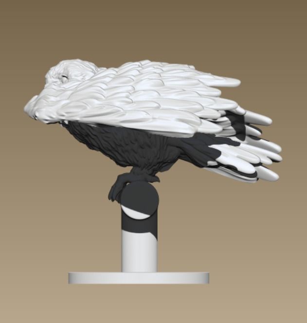 Barn Owl  3D print model_4