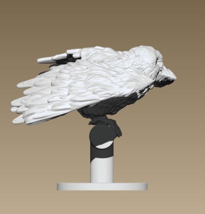 Barn Owl  3D print model_2