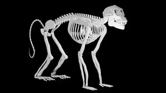 Monkey Skeleton Low-poly 3D model