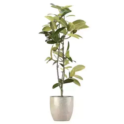 Citrus Plants Low-poly 3D model