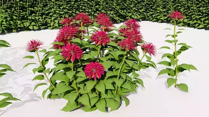 The Crimson Beebalm