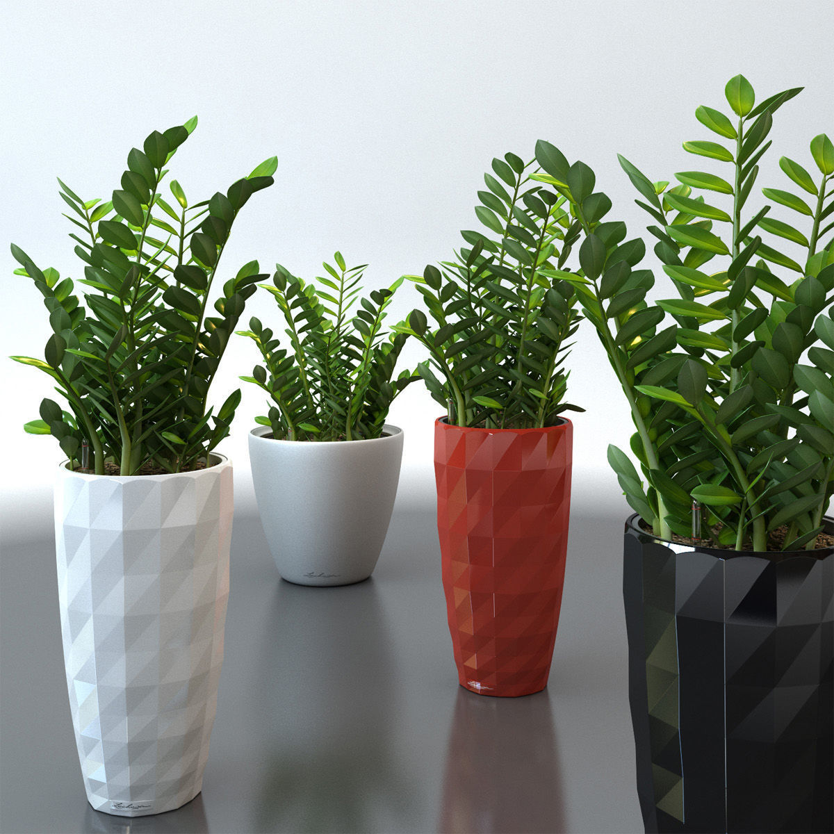 Zamiokulkas plant 3D model_0