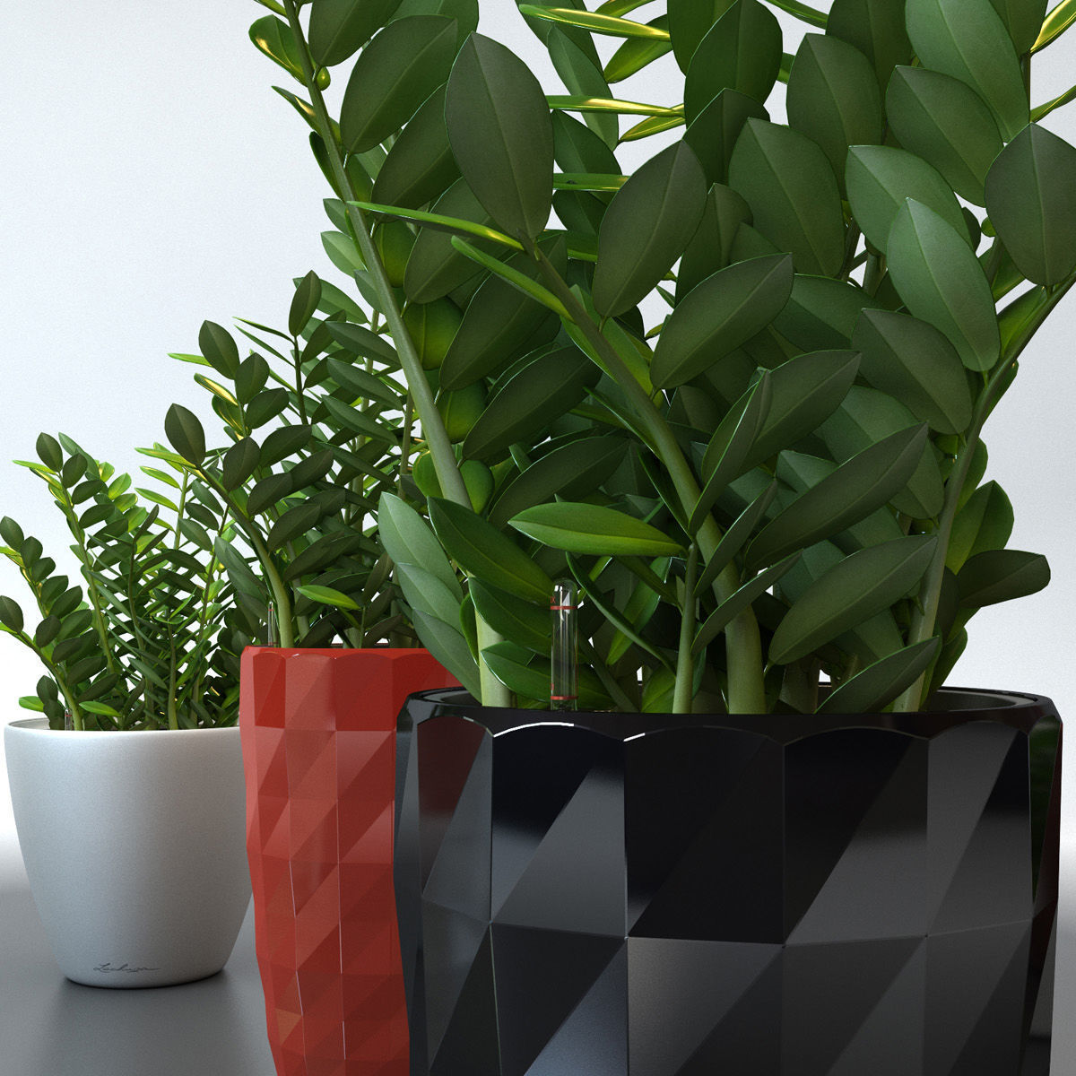 Zamiokulkas plant 3D model_1